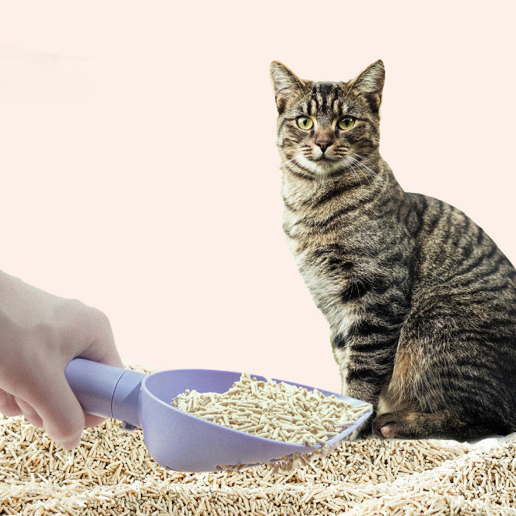 Tabby cat sitting next to purple cat litter scoop with wood pellet litter in a litter box