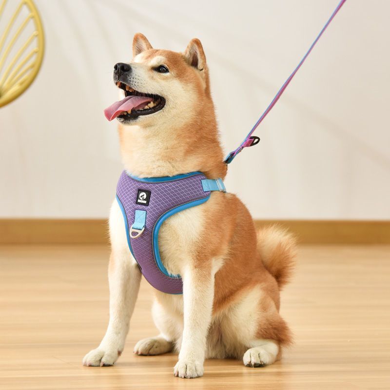 Shiba Inu dog wearing a purple and blue breathable no-pull harness — comfortable, reflective, and perfect for daily walks.