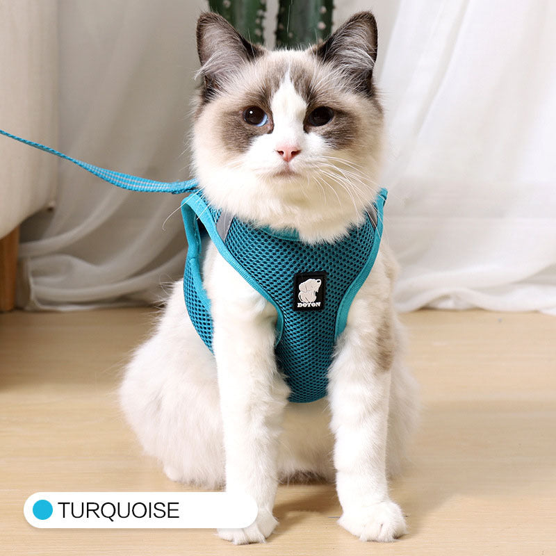White cat wearing turquoise DOTON harness and leash – standing position