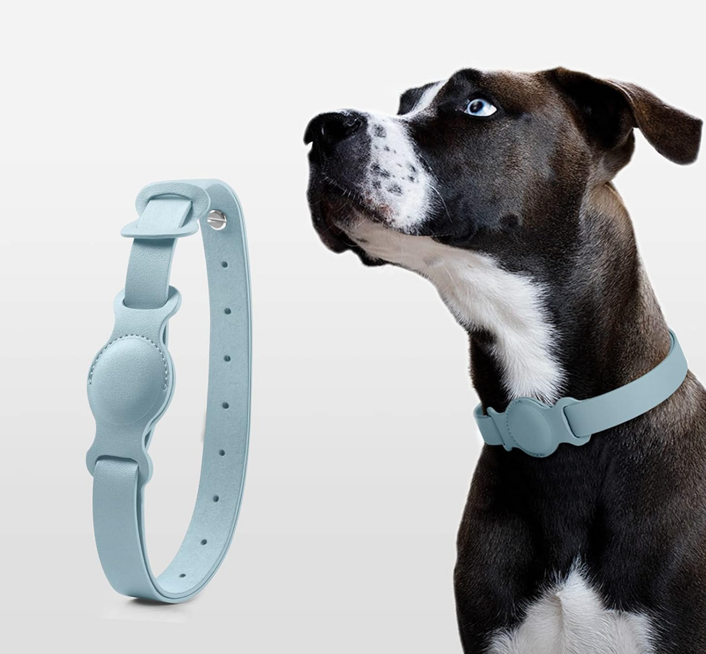 Dog wearing a light blue collar with a matching band on a white background
