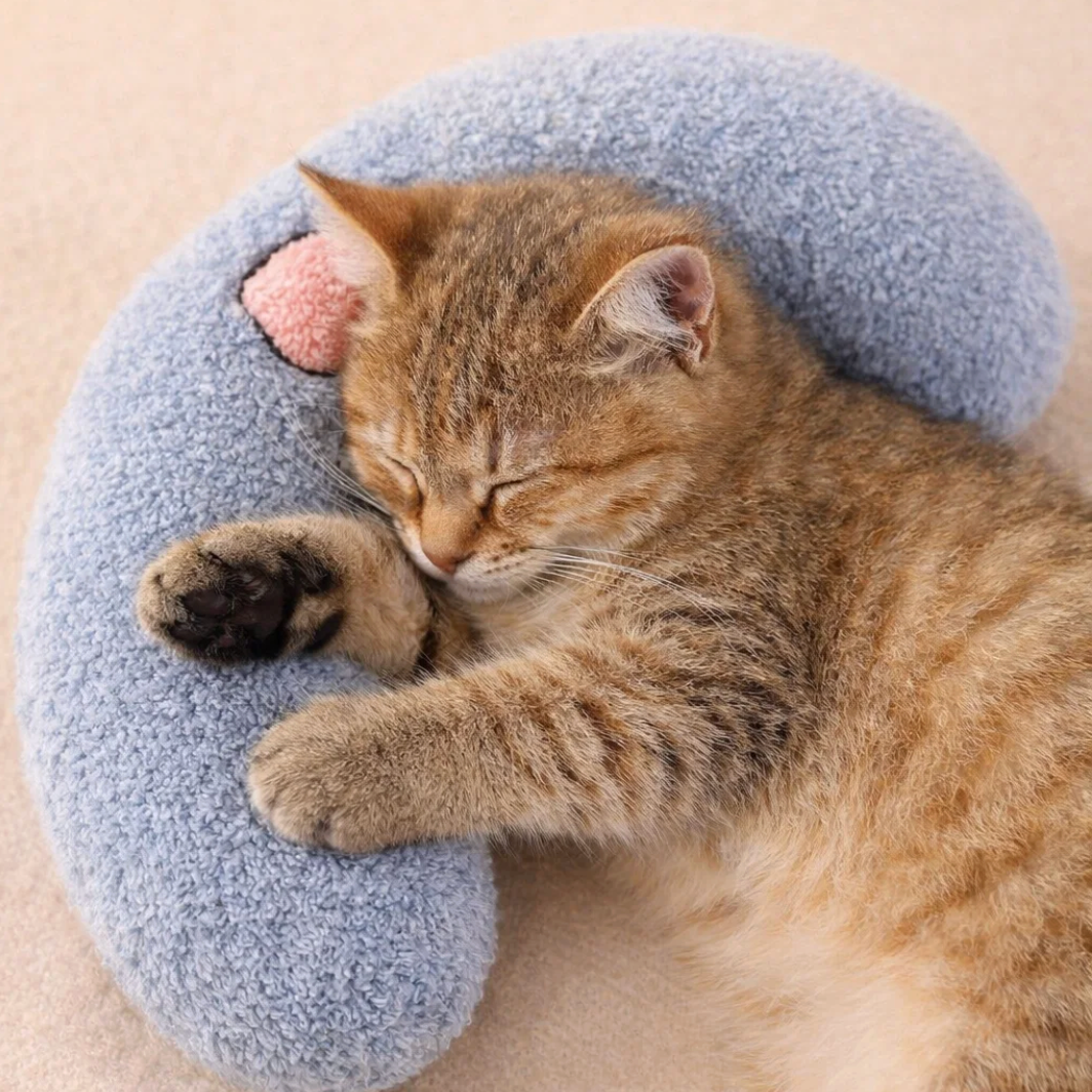 Cat sleeping on a blue plush donut-shaped pillow with a pink heart on a beige background