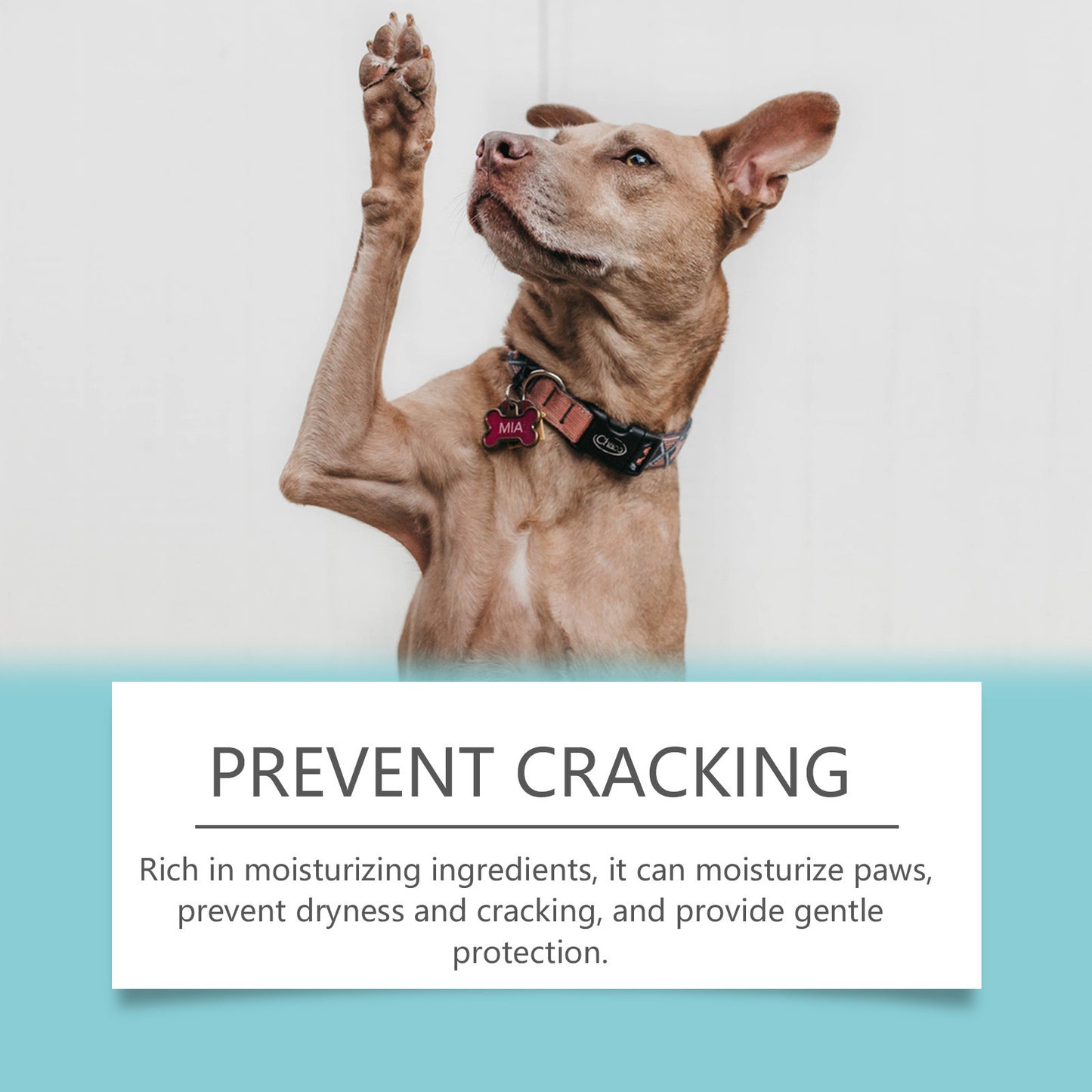 Dog with a paw raised, wearing a collar, on a light background with text about preventing paw cracking.