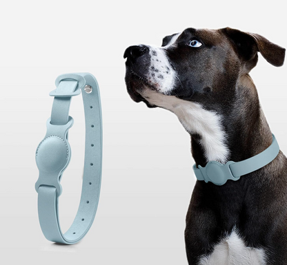 Dog wearing a light blue collar with a matching band on a white background