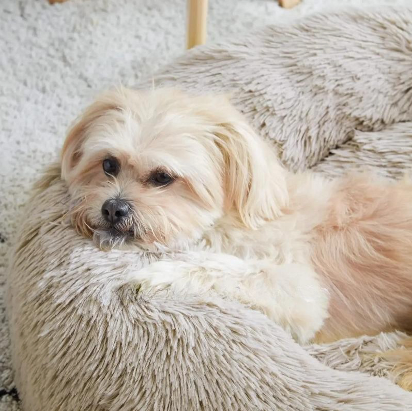 Small white dog lying on a fluffy beige cushion
