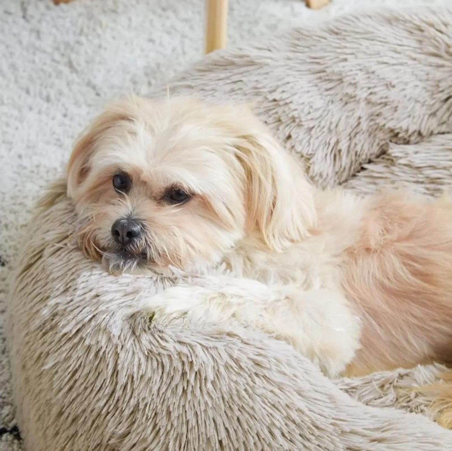 Small white dog lying on a fluffy beige cushion