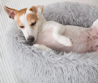 Dog lying on a fluffy gray pet bed