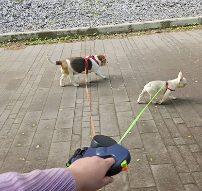 Two dogs on leashes being walked by a person on a paved walkway.