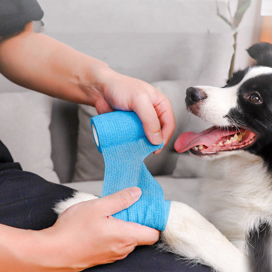 Person applying blue bandage to a dog's paw with a dog looking on.