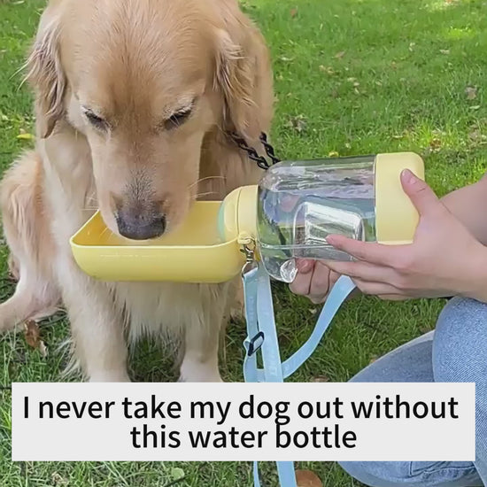 Golden retriever drinking from portable dog water bottle – travel pet accessory.
