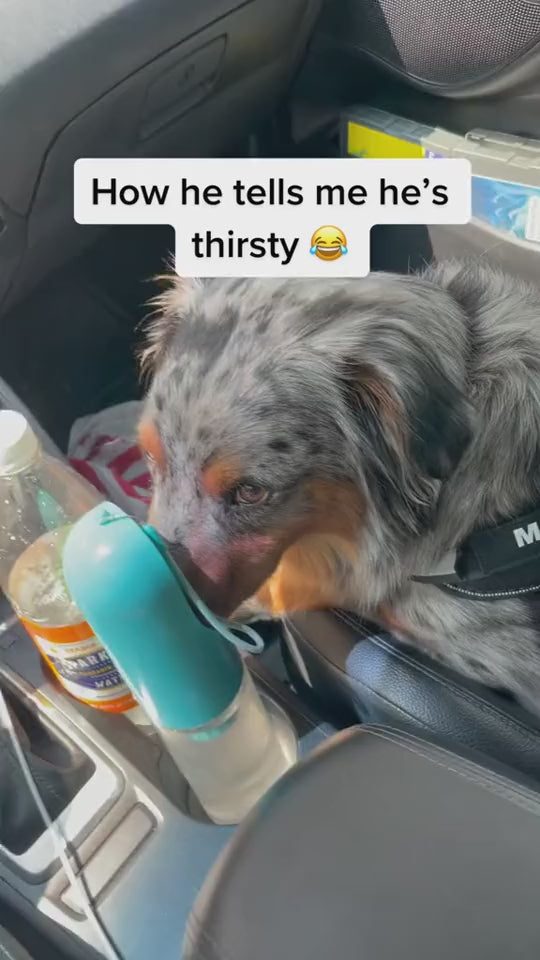 Dog drinking from portable water bottle in car – travel pet hydration cup for dogs.